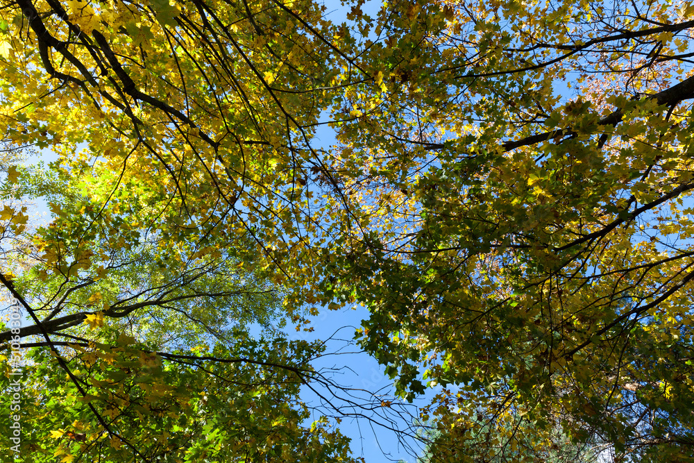 yellowed maple foliage on trees in the autumn season yellowed maple foliage on trees in the autumn season