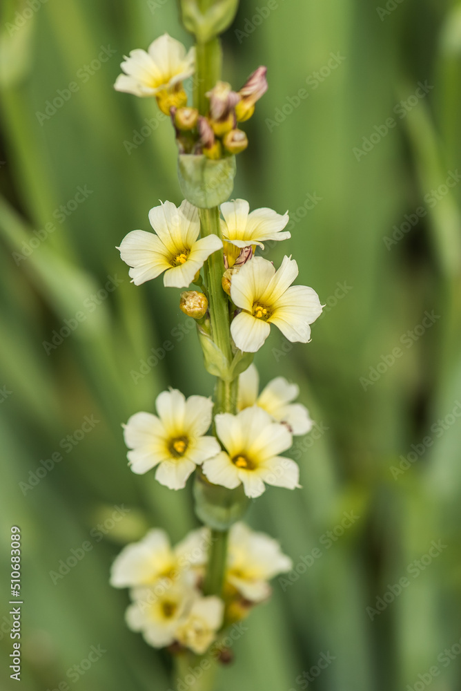 Close up on sisyrinchium striatum, beautiful yellow flowers. Close up on sisyrinchium striatum, beautiful yellow flowers.