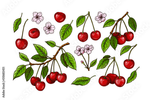 Set of hand drawn cherry branches, berries and flowers. Vector illustration in colored sketch style