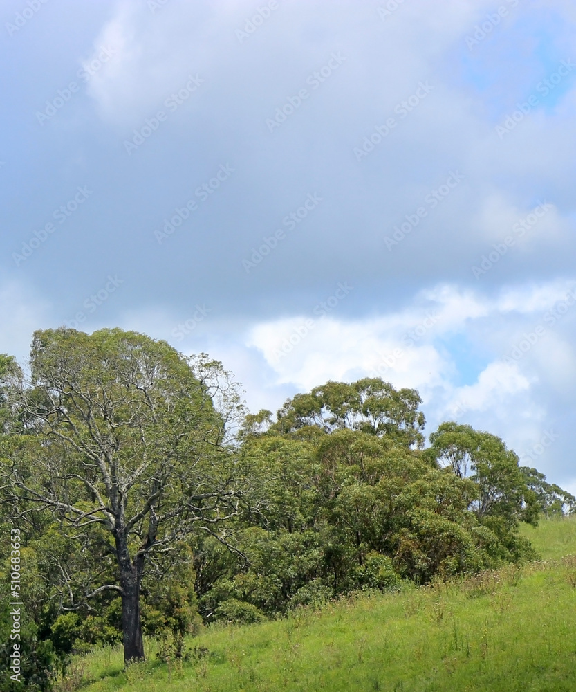 Fototapeta premium tree in the field