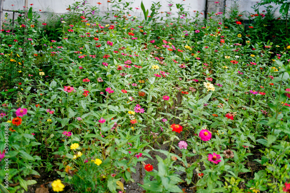 blurred red and yellow flowers in the garden