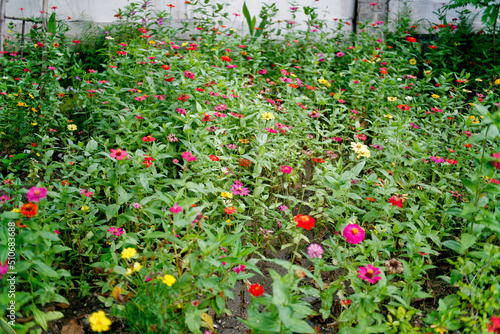blurred red and yellow flowers in the garden
