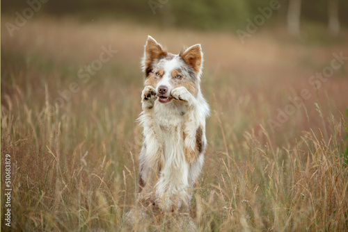 dog waving its paws in the grass. Smart Border collie in nature