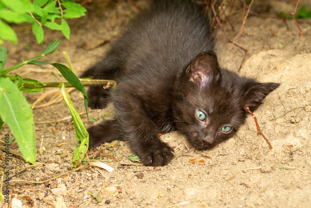 Obraz premium Kleines süßes Kätzchen, Hauskatze, schwarze Babykatze beim Spielen, liegend auf der Erde