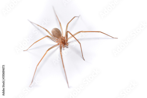 Closeup picture of a male of the Mediterranean recluse spider Loxosceles rufescens (Araneae: Sicariidae), a medically important spider with cytotoxic venom photographed on white background. © Tobias