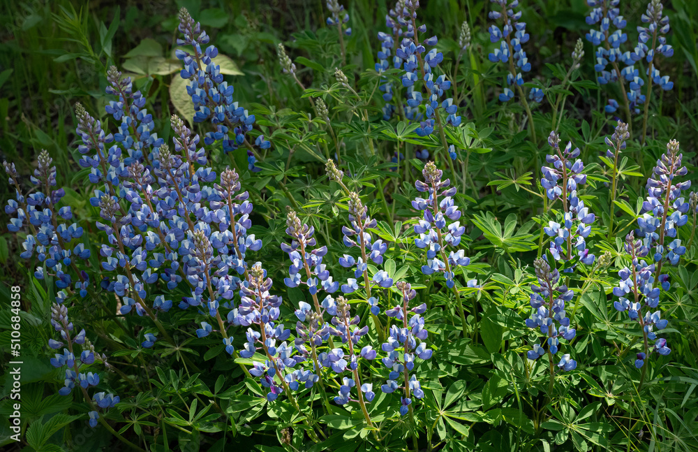 Sun light breaks through to light a patch of wild Lupine Sun light breaks through to light a patch of wild Lupine