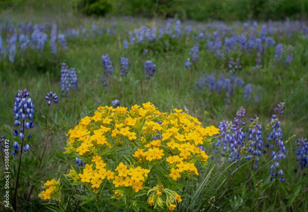 Hoary Puccoon and Wild Lupine make great contrast in the prairie fields