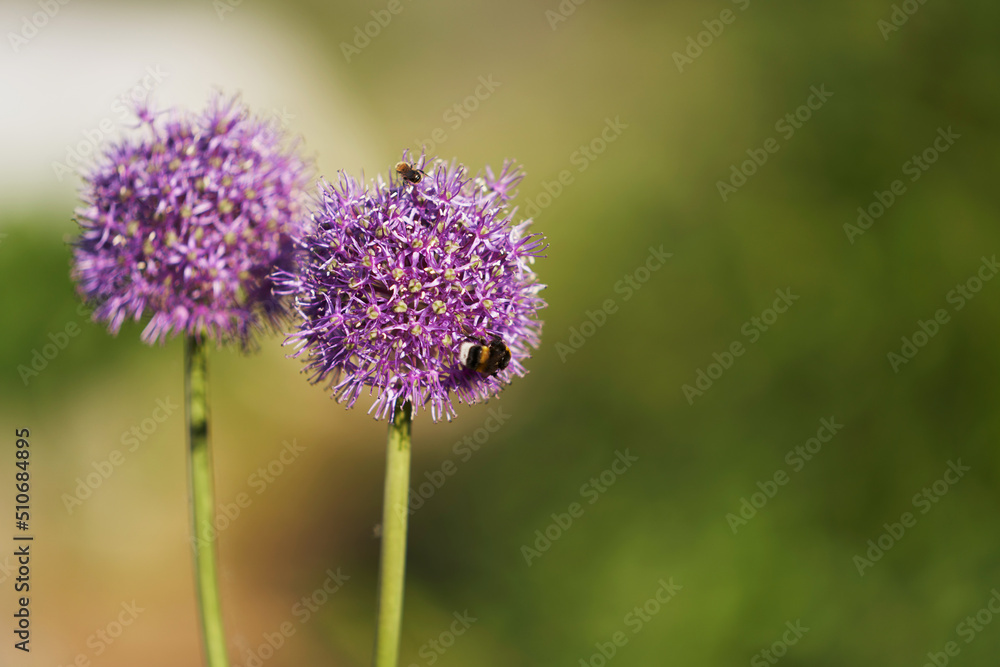 Two decorative umbrella balls of perennial onions with nectar-collecting bees. Copy space. Two decorative umbrella balls of perennial onions with nectar-collecting bees. Copy space.