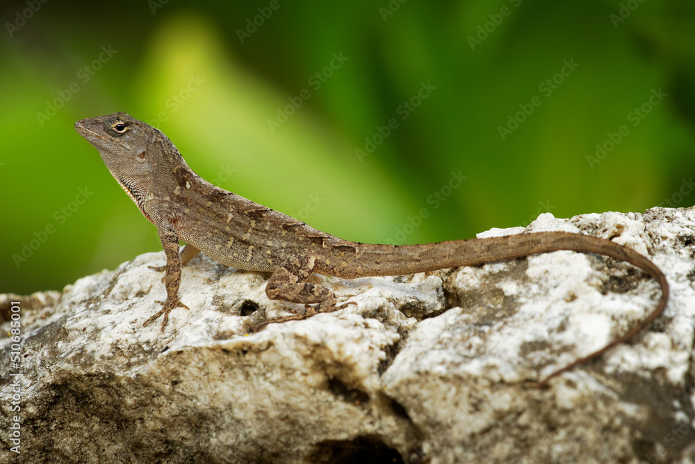 Brown Anole - Anolis sagrei also Cuban brown or De la Sagra anole, lizard in Dactyloidae, native to Cuba and Bahamas, widely introduced in Florida, Hawaii, Caribbean islands, Mexico, Taiwan Brown Anole - Anolis sagrei also Cuban brown or De la Sagra anole, lizard in Dactyloidae, native to Cuba and Bahamas, widely introduced in Florida, Hawaii, Caribbean islands, Mexico, Taiwan