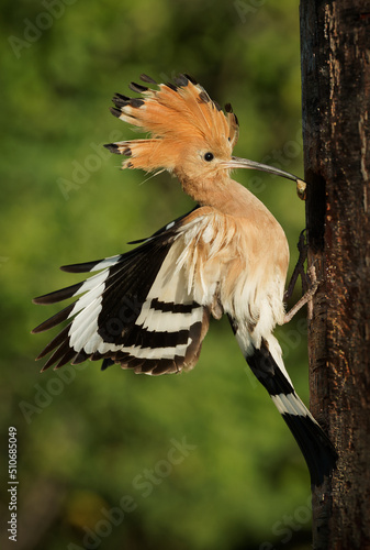 Eurasian Hoopoe (Upupa epops) feeding it's chicks captured in flight. Wide wings, typical crest and prey in the beak. Hunting insect, lizard, gecko, spiders, grub, maggot and worms © phototrip.cz