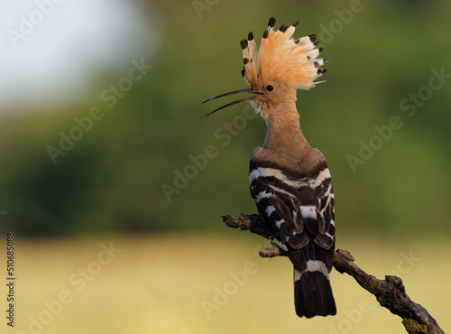 Eurasian Hoopoe (Upupa epops) feeding it's chicks captured in flight. Wide wings, typical crest and prey in the beak. Hunting insect, lizard, gecko, spiders, grub, maggot and worms