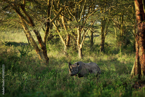 Black Rhinoceros or Hook-lipped Rhinoceros - Diceros bicornis with environment, native to eastern and southern Africa, crossing the road and standing in this environment in scrubs ang light forest photo