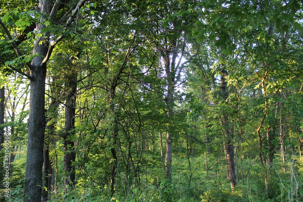 Fototapeta premium trees in the forest
