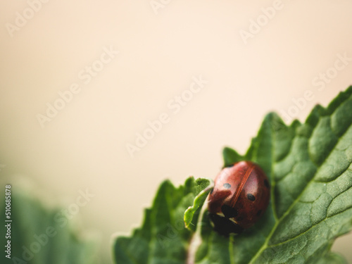 ladybird on a green leaf