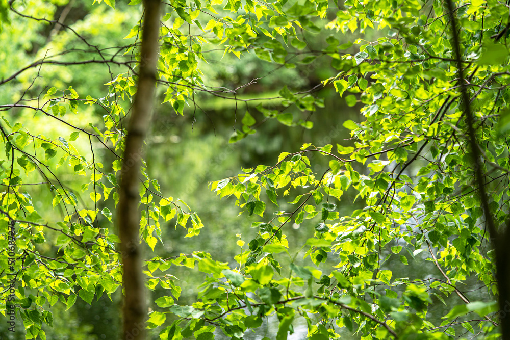 Fototapeta premium A forest lake behind dense green foliage