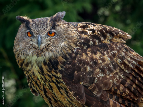 A Royal owl portrait image. photo