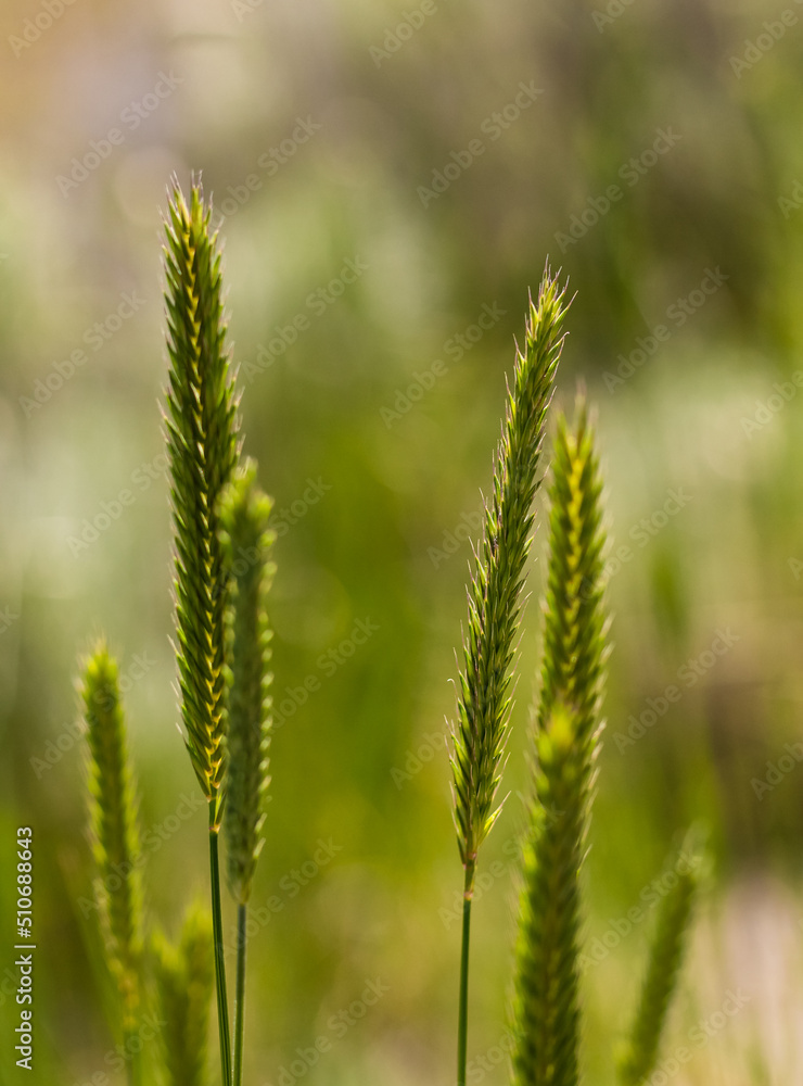 Wild green grass in shallow depth of field background. Weeds in natural background in morning light.