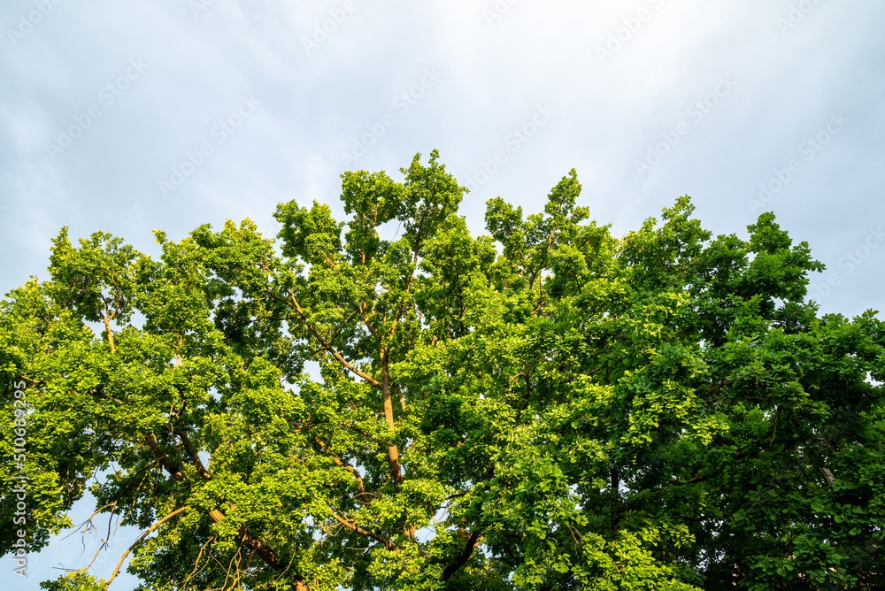 green tree top on a sunny day green tree top on a sunny day
