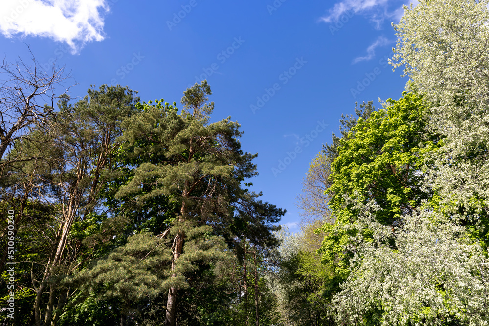 deciduous trees in the spring season with green foliage deciduous trees in the spring season with green foliage