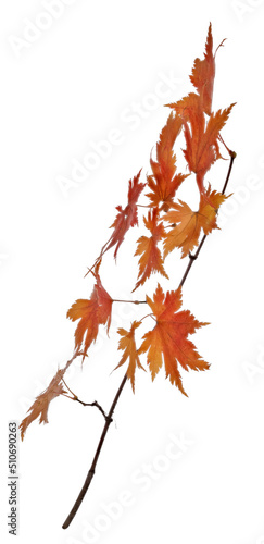 maple tree small branch with autumn leaves on white