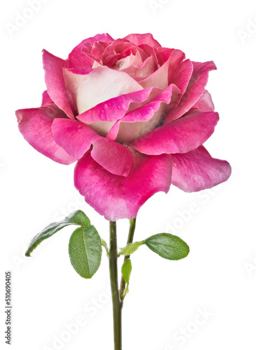 large fine rose light pink bloom