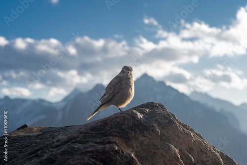 bird on the rock