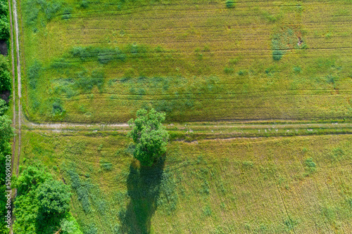 Pola uprawne porośnięte zielonym zbożem przez które przebiega polna droga. Przy drodze rośnie stary, wysoki dąb. Jest słoneczny dzień. Zdjęcie z drona.