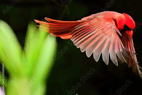 Billede på lærred Red cardinal in fligkht wings and feathers
