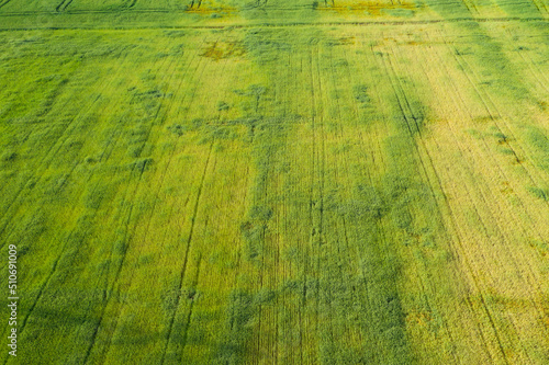 Pole uprawne obsiane zbożem. Miejscami wskutek suszy kłosy zbóż usychają przybierając żółty kolor. Zdjęcie z wysokości zrobione z drona.