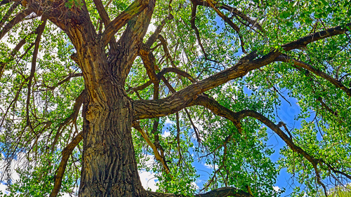 Cottonwood trees are huge with sprawling branches photo
