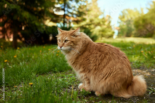 Fotografie Lovely thoroughbred redhead kitten