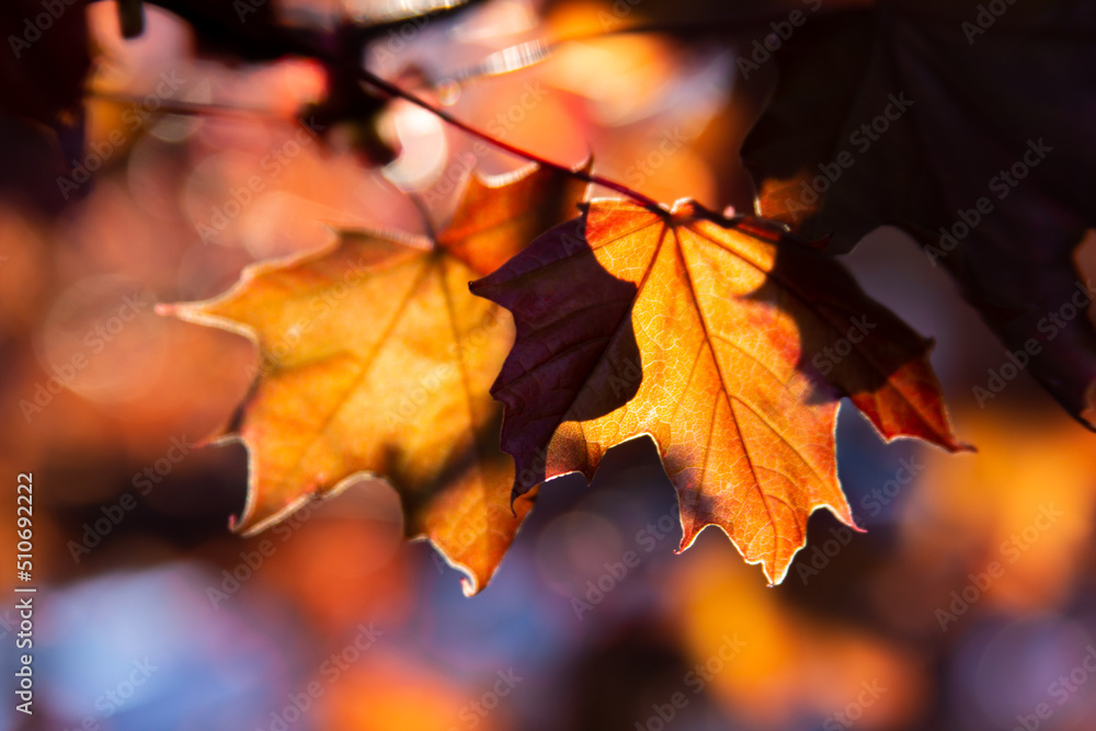 Autumn maple leaves, beautiful autumn background, selective focus