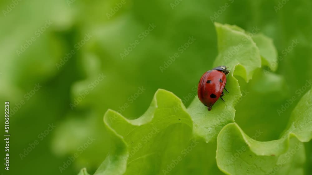 Ladybug poops on a green leaf. Close-up of a small red beetle sitting on a green leaf on a blurry background Ladybug poops on a green leaf. Close-up of a small red beetle sitting on a green leaf on a blurry background