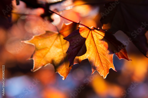 Autumn maple leaves  beautiful autumn background  selective focus