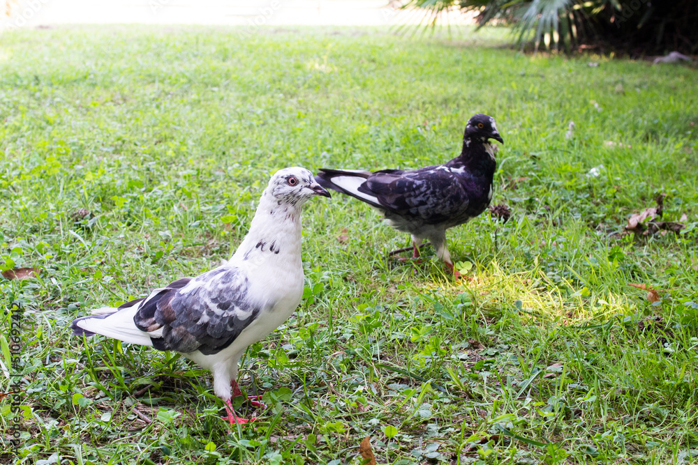 pigeons of spotted colors look into the camera pigeons of spotted colors look into the camera