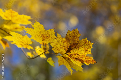 A yellow maple leaf in autumn on a tree branch against a blue sky background. Close-up, blurred background, selective focus