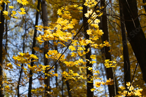 Maple tree with yellow leaves in autumn in the forest. Bright sunlight illuminates the leaves on a fine autumn day