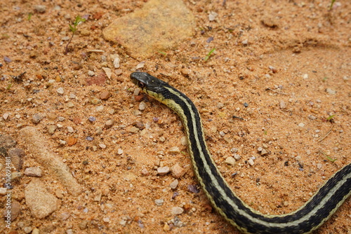 Garter Snake roaming around on the ground. © Aaron