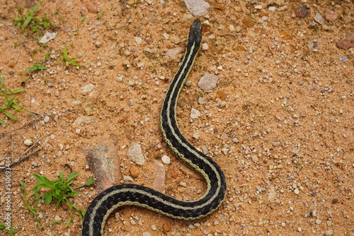 Garter Snake roaming around on the ground.