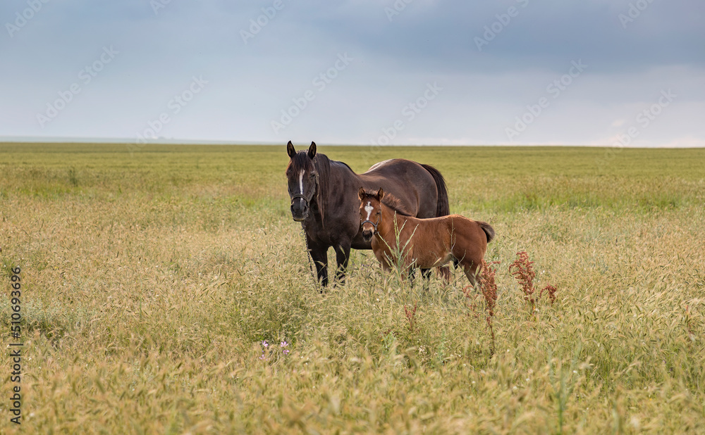 Horse mare and her beautiful foal on a field Horse mare and her beautiful foal on a field