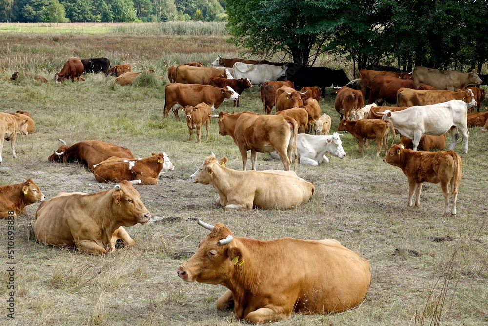 Kuhherde mit Bullen und Kälbern