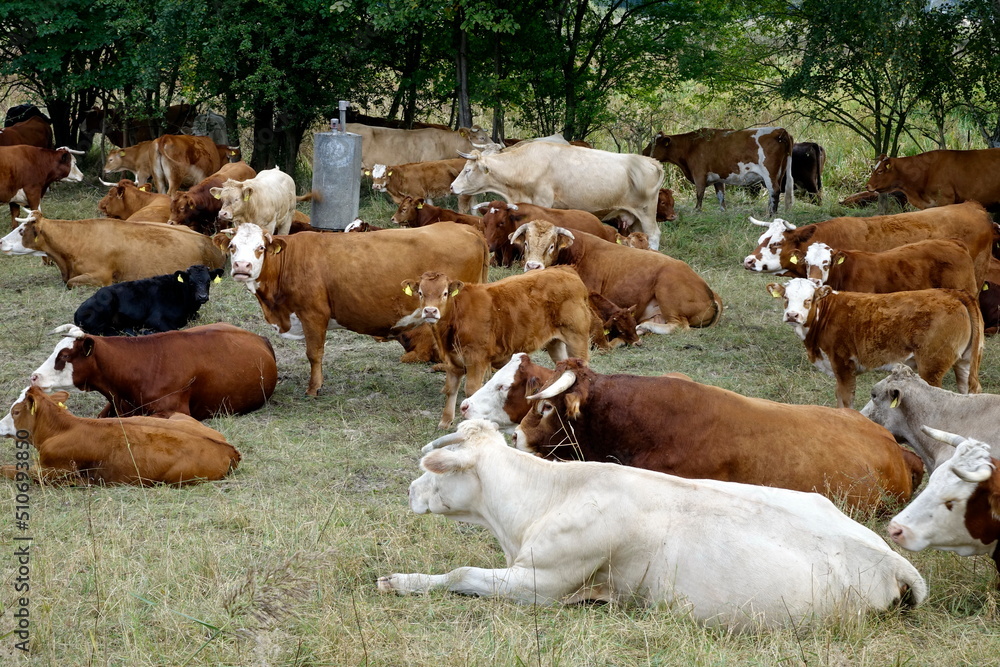 Kuhherde mit Bullen und Kälbern