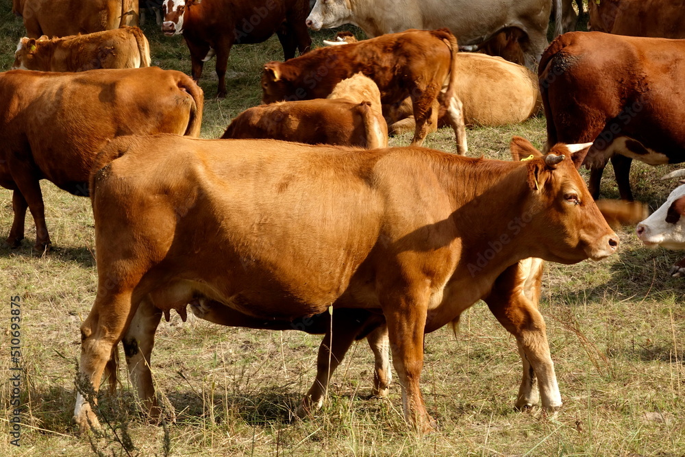 Kuhherde mit Bullen und Kälbern