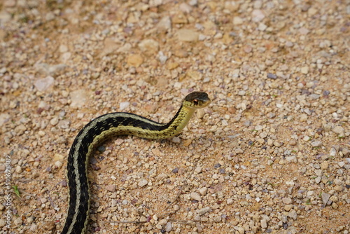 Garter Snake roaming around on the ground.