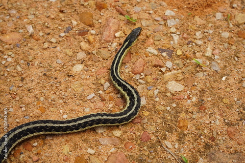 Garter Snake roaming around on the ground