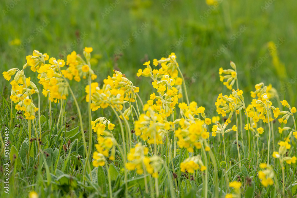 Beautiful yellow flower of bitter gourd