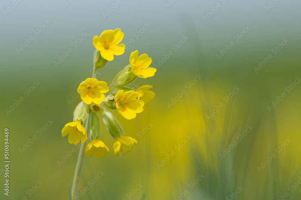 Fototapeta premium Beautiful yellow flower of bitter gourd