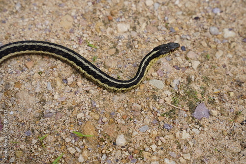 Garter Snake roaming around on the ground