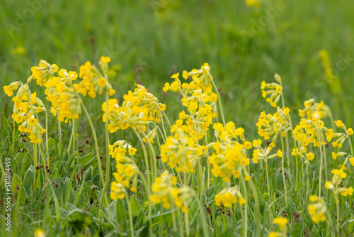 Beautiful yellow flower of bitter gourd