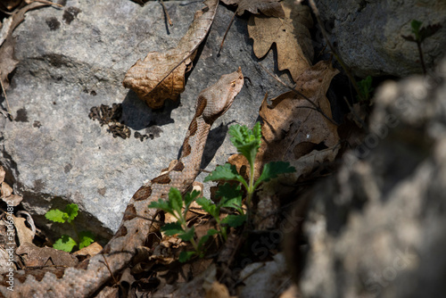 Vipera ammodytes photo